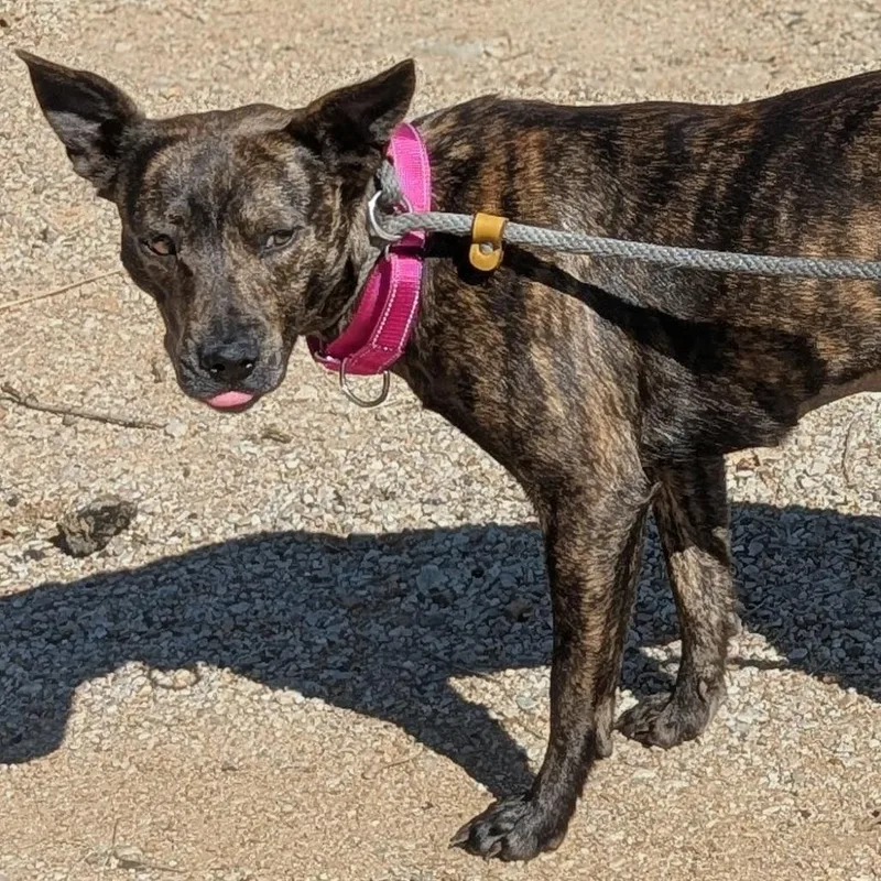 An adult medium-sized female Brindle Feist dog named Gloria for adoption in Buchanan Dam, TX