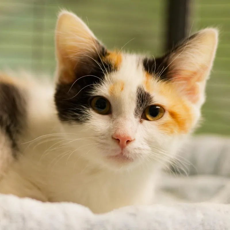 A baby medium-sized female Domestic Short Hair cat named BlackEyed Susan for adoption in Hot Springs, AR