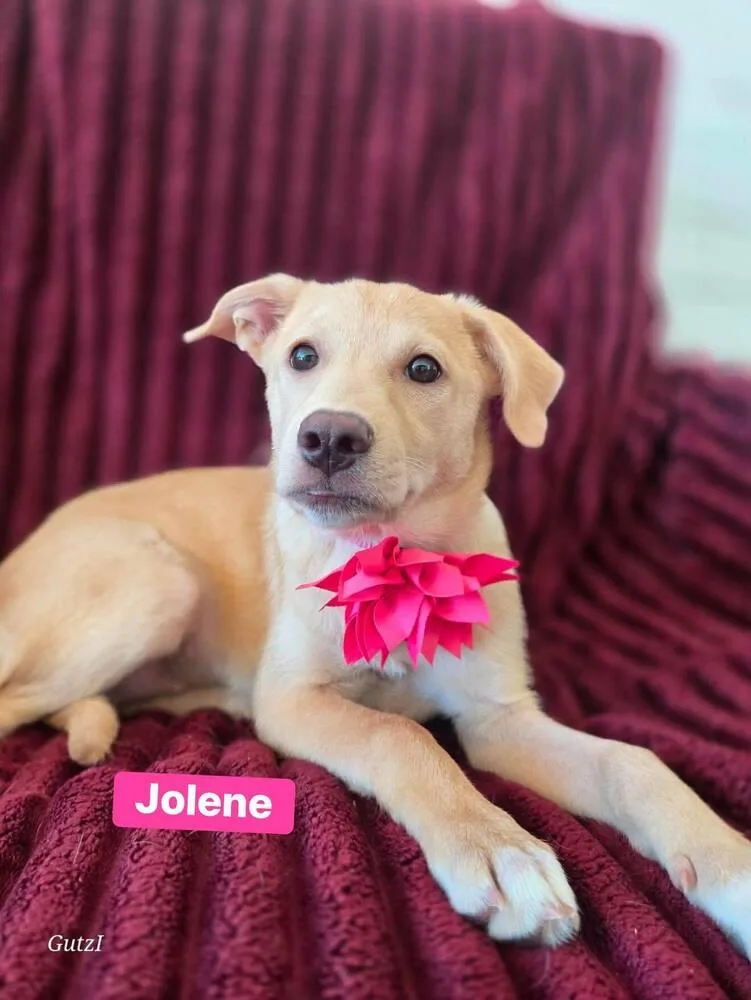 Jolene