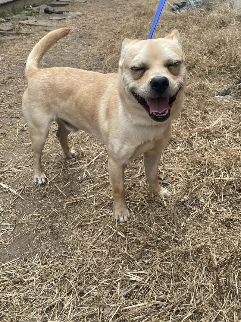 A young small-sized male White / Cream Chihuahua dog named Thunder for adoption in Rowlett, TX