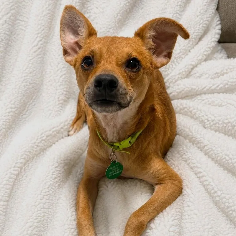An adult small-sized male Chihuahua dog named James HW+ for adoption in Tampa, FL