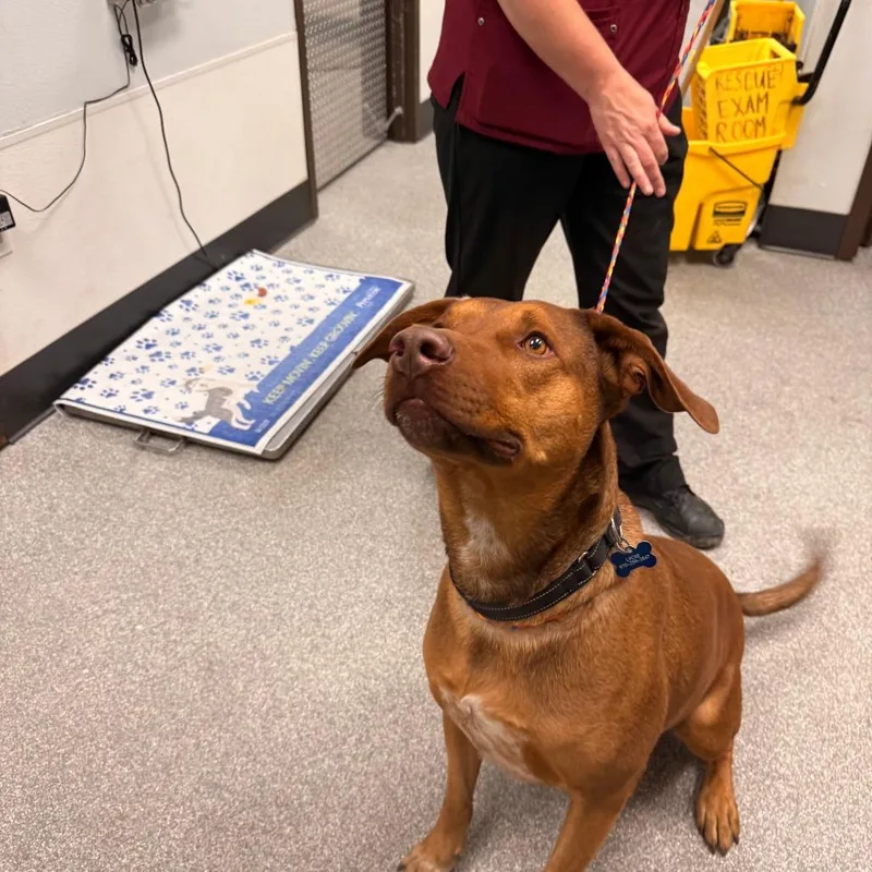 An adult large-sized male Catahoula Leopard Dog dog named Red for adoption in Durango, CO