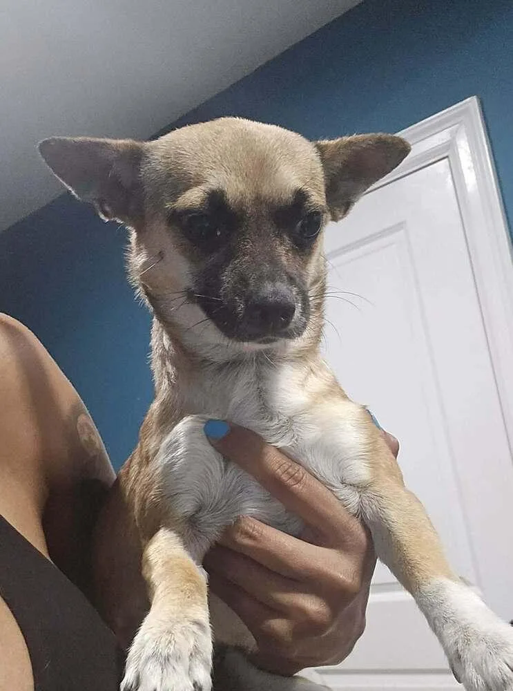 A young small-sized female Chihuahua dog named Emma for adoption in New York, NY