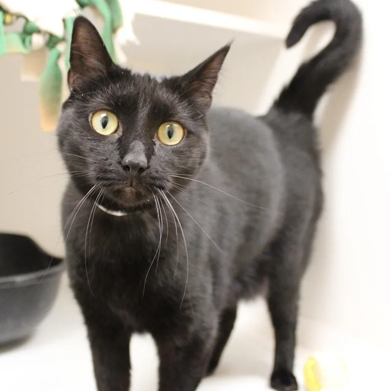 An adult medium-sized female Black Domestic Short Hair cat named Amelia for adoption in Champaign, IL