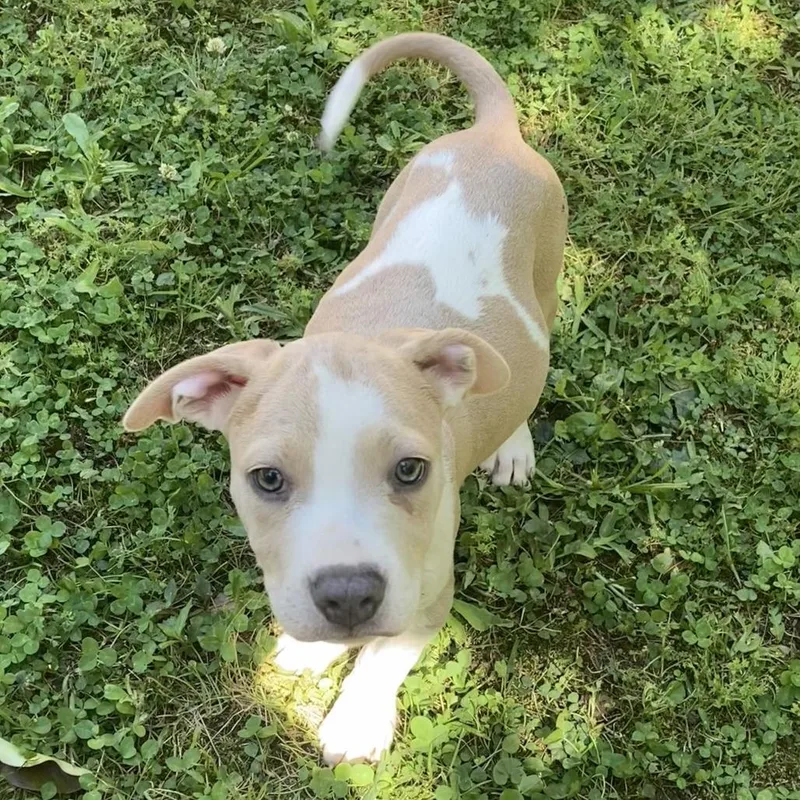 Maverick