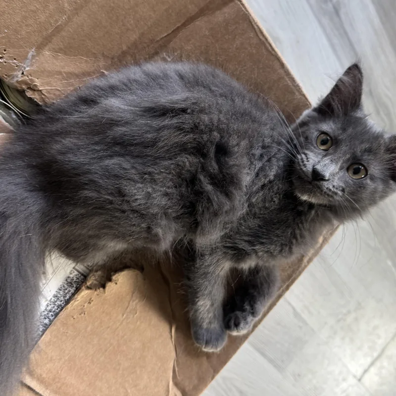 A baby small-sized female Gray / Blue / Silver American Shorthair cat named Lily for adoption in Houston, TX