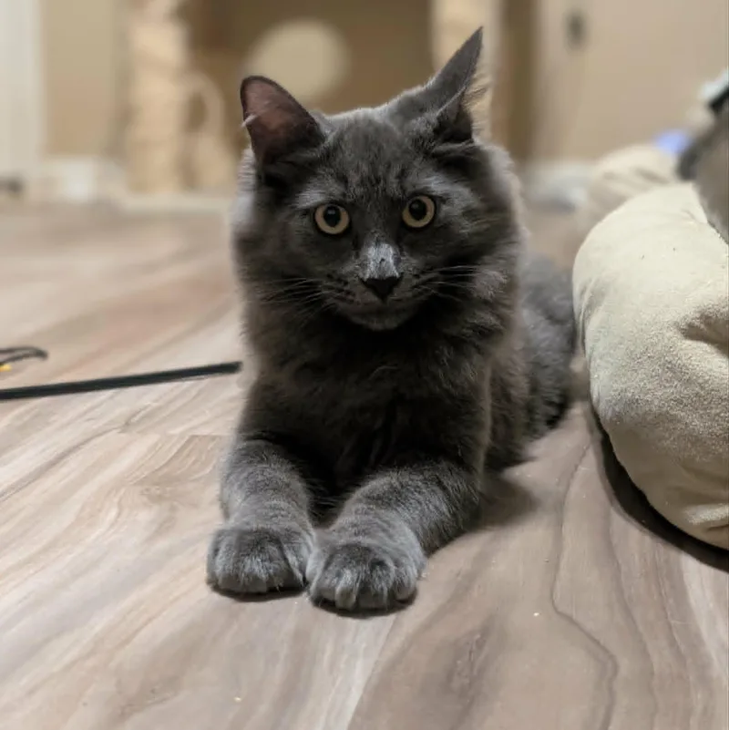 Lily thumbnail 2