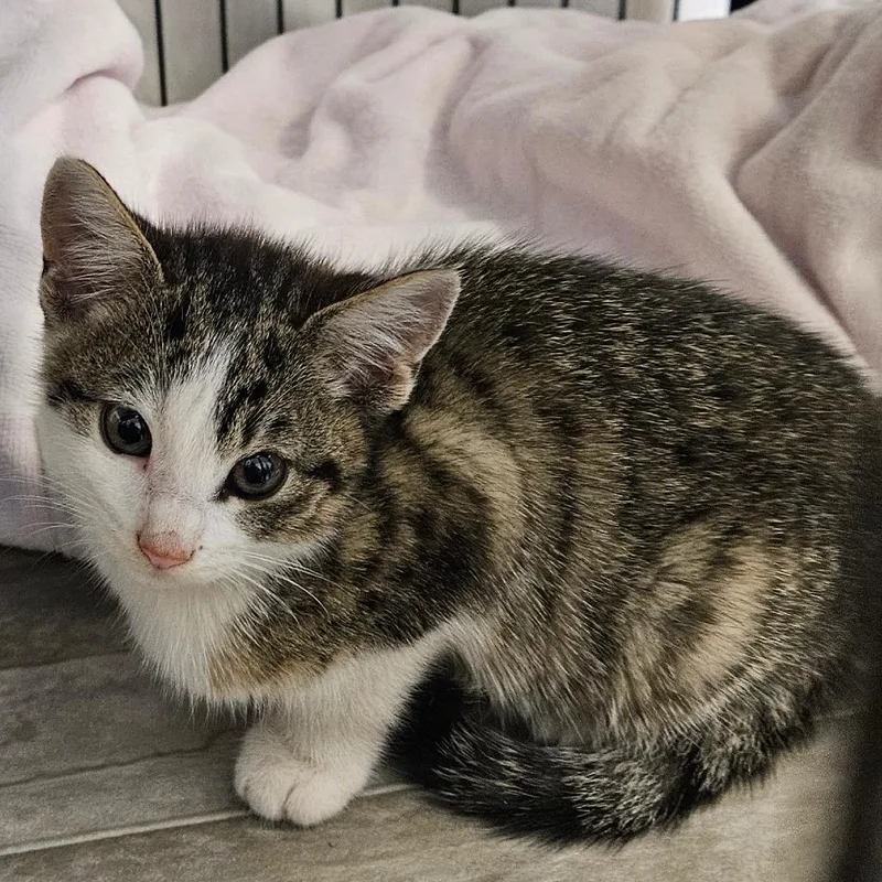 A young medium-sized female Domestic Short Hair cat named Melody for adoption in Montgomery, AL