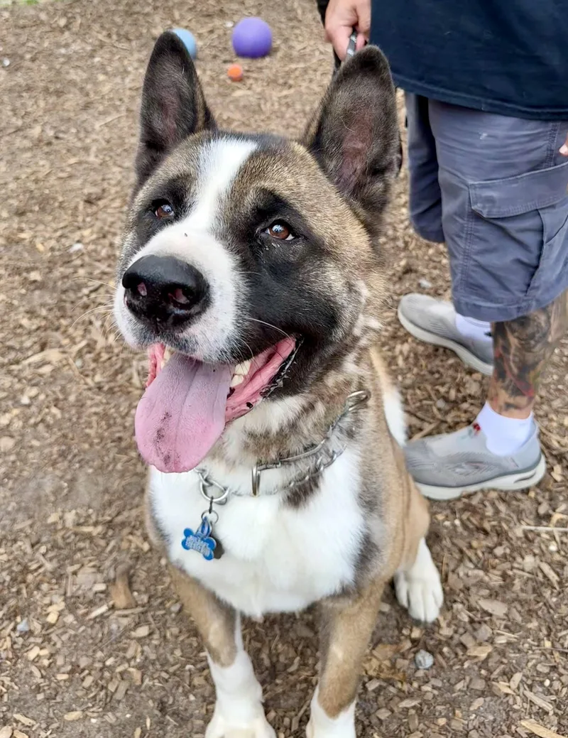 An adult extra large-sized male Tricolor (Brown, Black, & White) Akita dog named Colt for adoption in Toms River, NJ