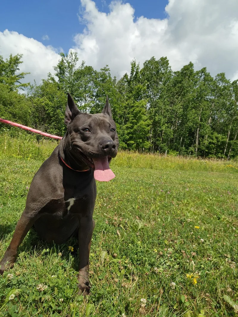 An adult medium-sized male Pit Bull Terrier dog named Dexi for adoption in Youngstown, OH