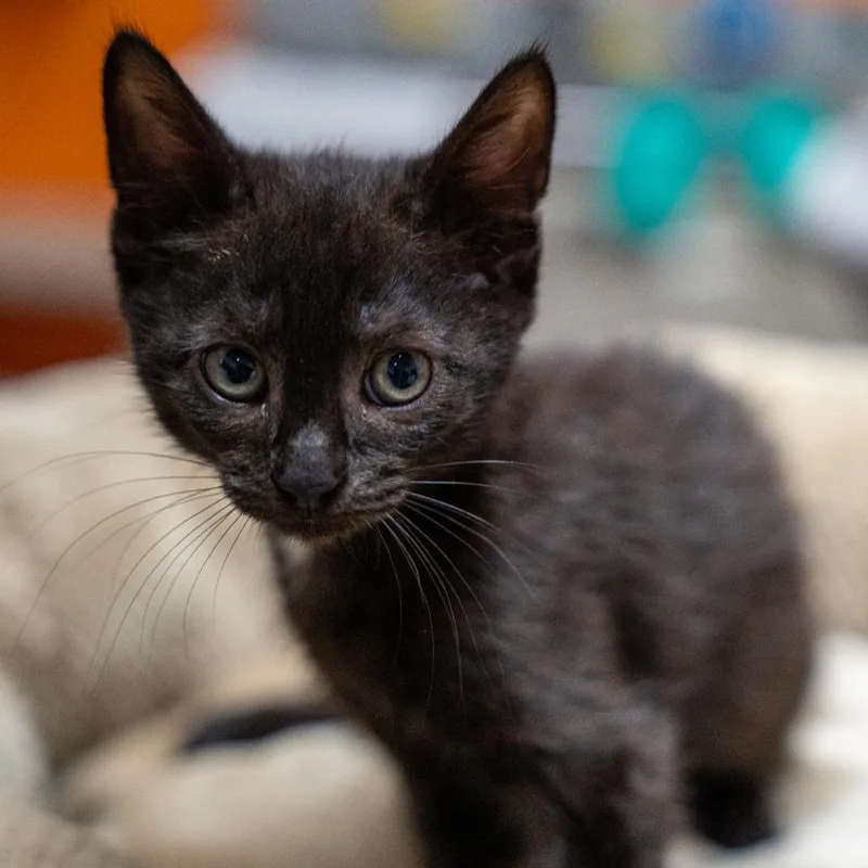 A baby small-sized male Black Domestic Short Hair cat named Bean for adoption in Gainesville, GA