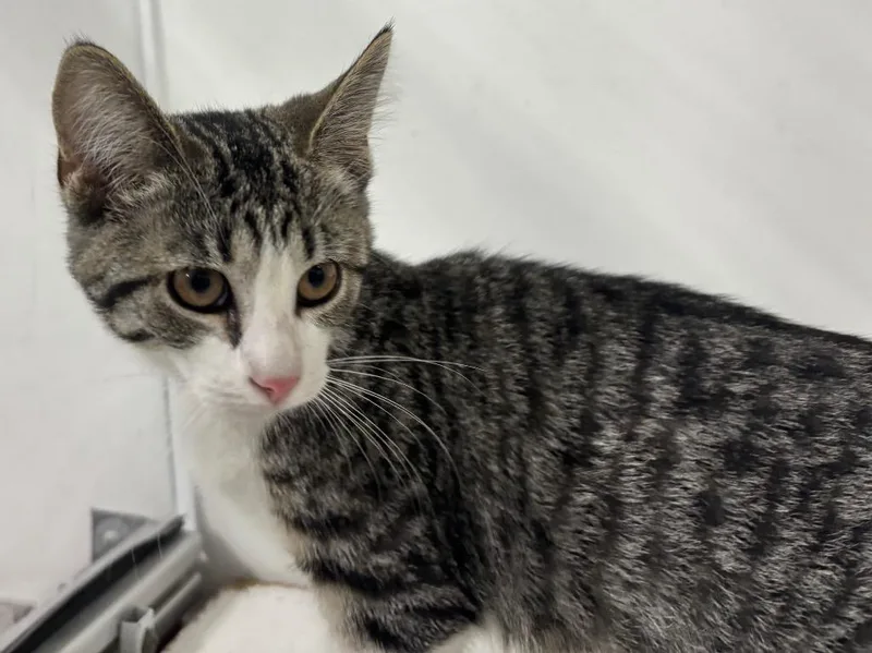 A baby small-sized female Domestic Short Hair cat named Esperanza for adoption in Powell, OH