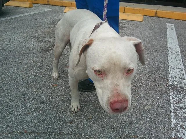 An adult large-sized male Pit Bull Terrier dog named Herman for adoption in Ocala, FL