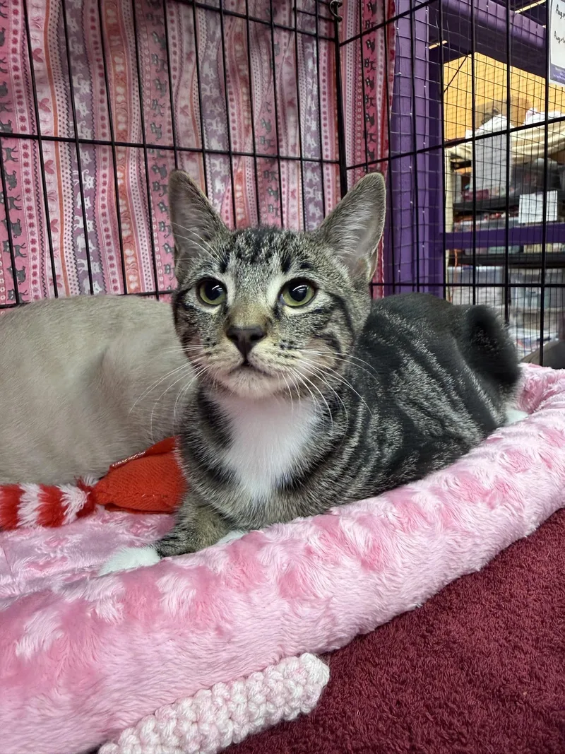 A young medium-sized female Tabby (Brown / Chocolate) Domestic Short Hair cat named Missy for adoption in Albuquerque, NM