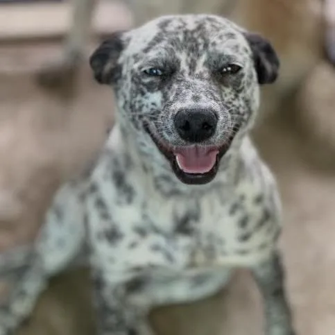An adult small-sized female Gray / Blue / Silver Australian Cattle Dog / Blue Heeler dog named Fauna for adoption in Sonoma, CA