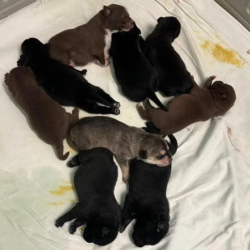 A baby medium-sized male Black Labrador Retriever dog named Jayson for adoption in LOXAHATCHEE, FL