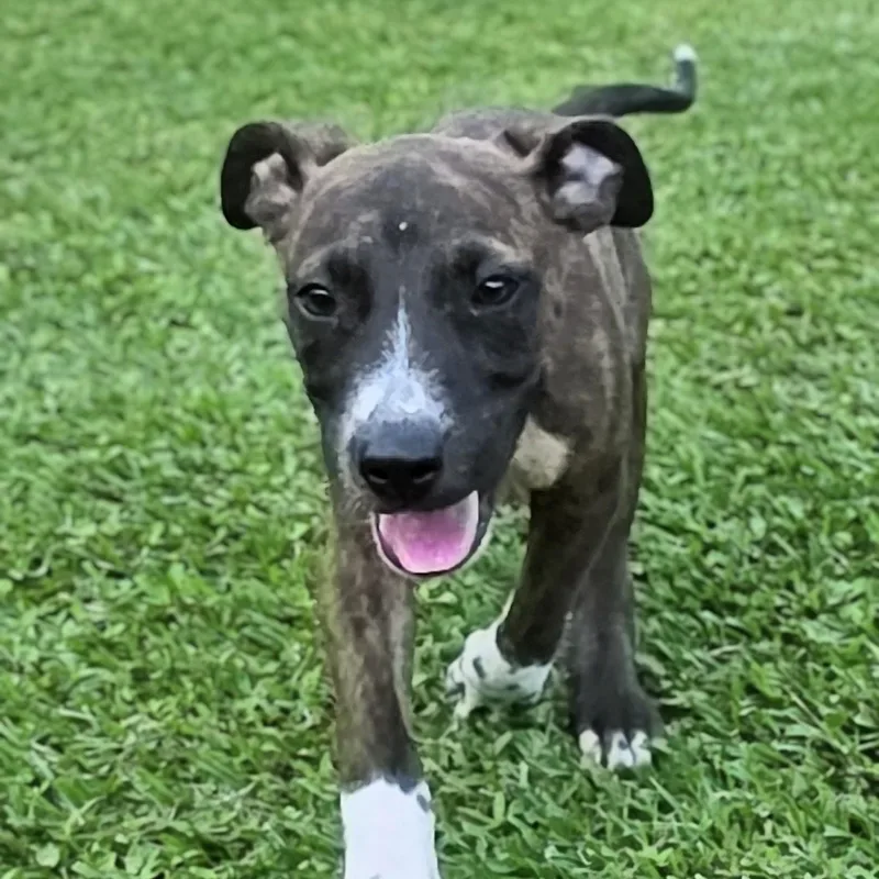 A baby medium-sized male Brindle Mixed Breed dog named Rocco for adoption in Cleveland, TX