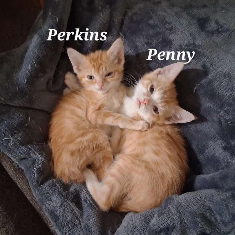 A baby small-sized female Orange / Red Domestic Short Hair cat named Penny C for adoption in Princeton, MN