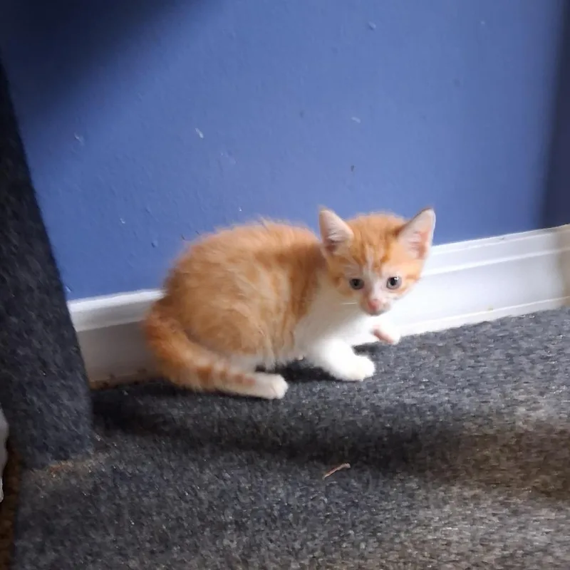 Penny C thumbnail 3