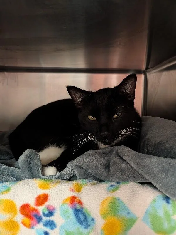An adult medium-sized female Black & White / Tuxedo Domestic Short Hair cat named Ek for adoption in Cincinnati, OH