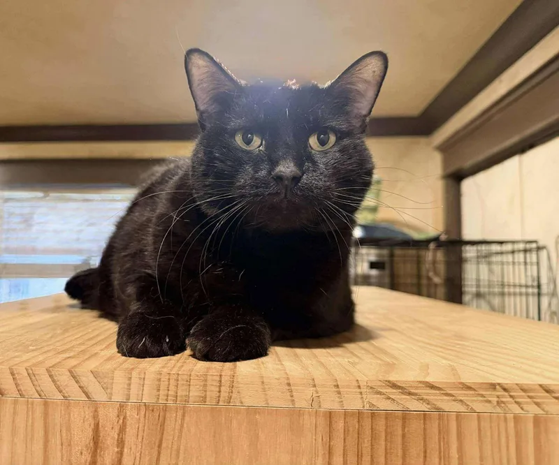 Bo Jackson thumbnail 2