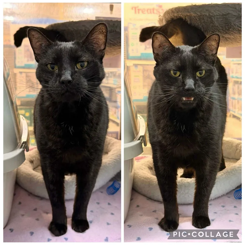 Bo Jackson thumbnail 3