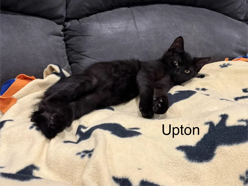 Upton thumbnail 5
