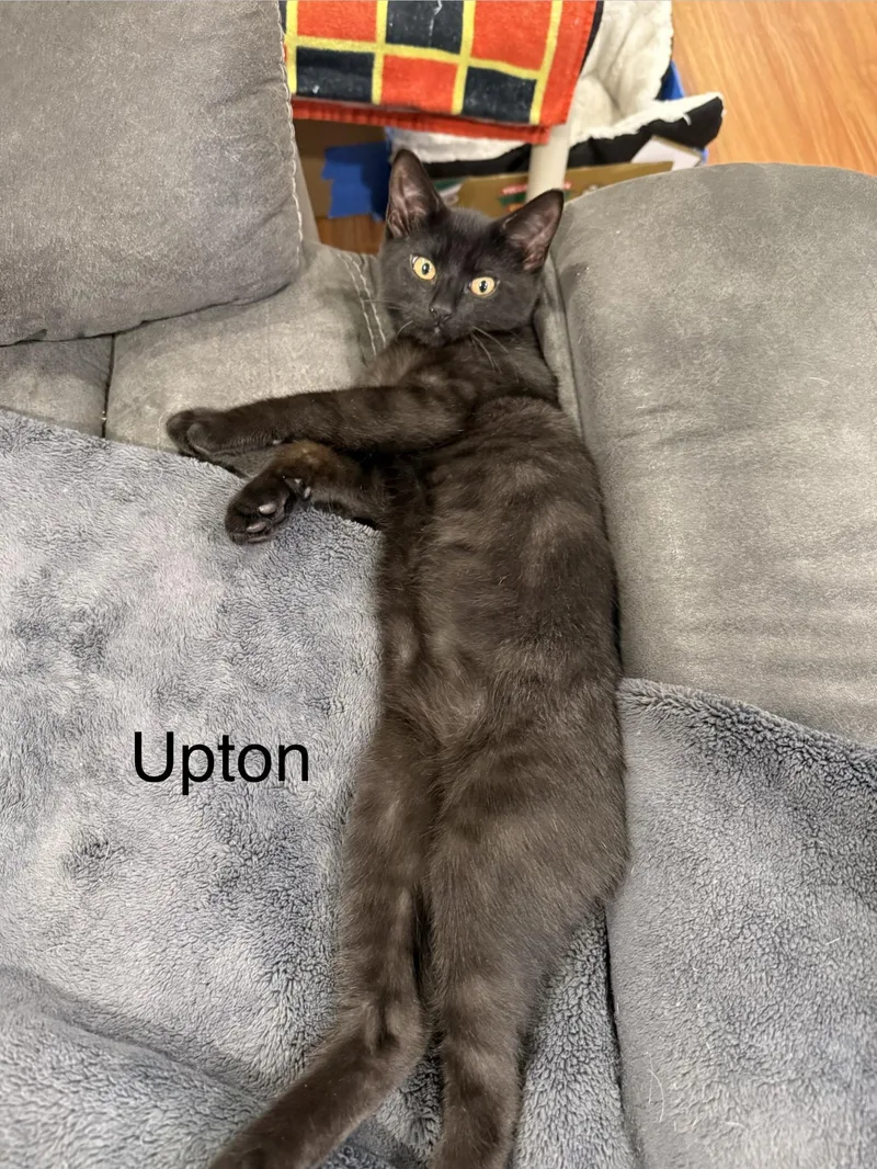 A baby large-sized male Black Domestic Short Hair cat named Upton for adoption in Middletown, CT