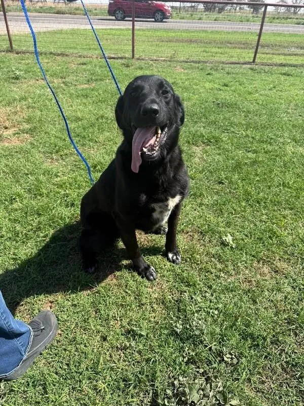 A young large-sized male Labrador Retriever dog named Shadow for adoption in Windsor, CO