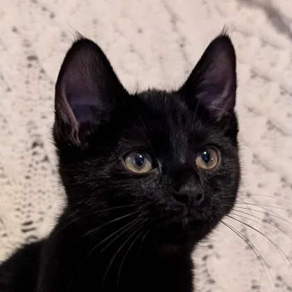 A baby medium-sized female Domestic Short Hair cat named Kashi for adoption in Savannah, GA