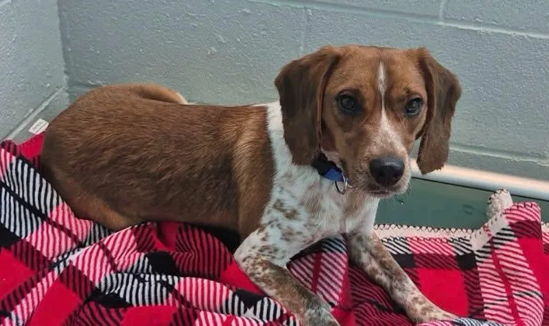An adult small-sized male Beagle dog named Reggie for adoption in Frankfort, KY