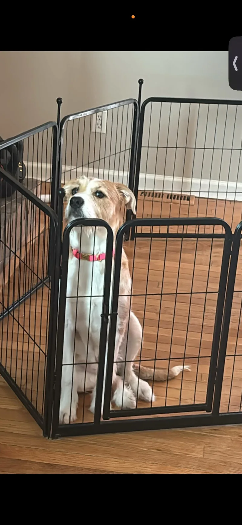 A young large-sized female Wire Fox Terrier dog named Willa for adoption in New Baltimore, MI
