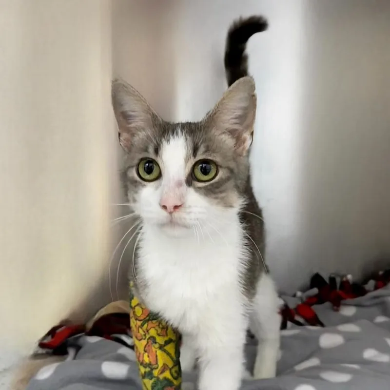 A young small-sized female Domestic Short Hair cat named Toothpick for adoption in State College, PA