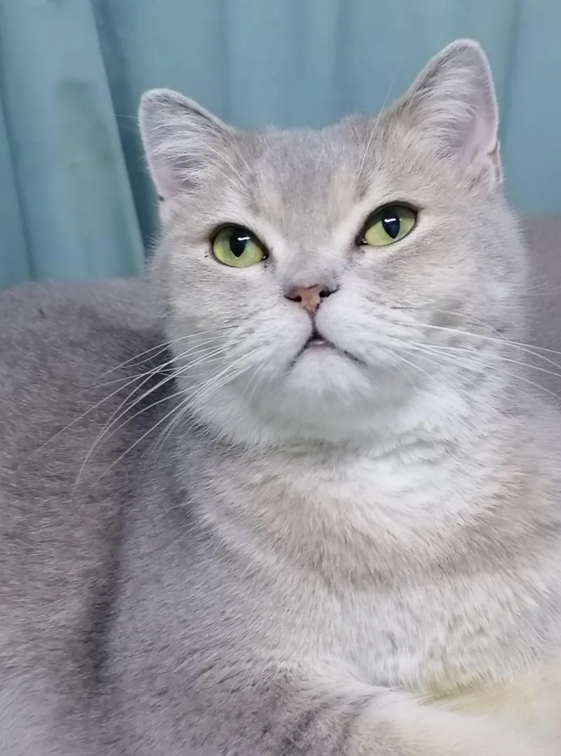 An adult medium-sized male British Shorthair cat named Dillon for adoption in Snow Hill, MD