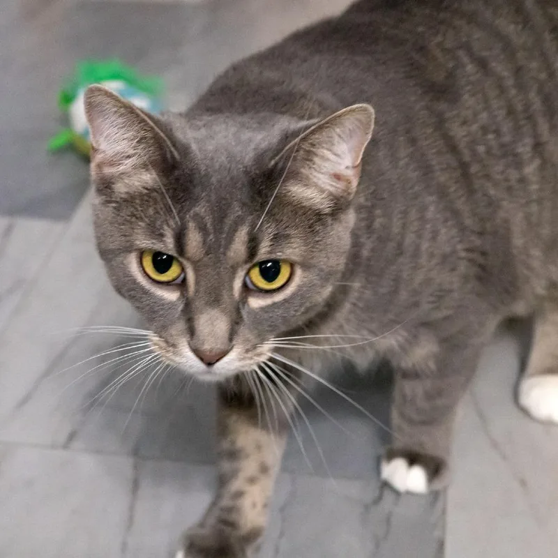 An adult large-sized female Gray / Blue / Silver Domestic Short Hair cat named Chattie for adoption in McKean, PA