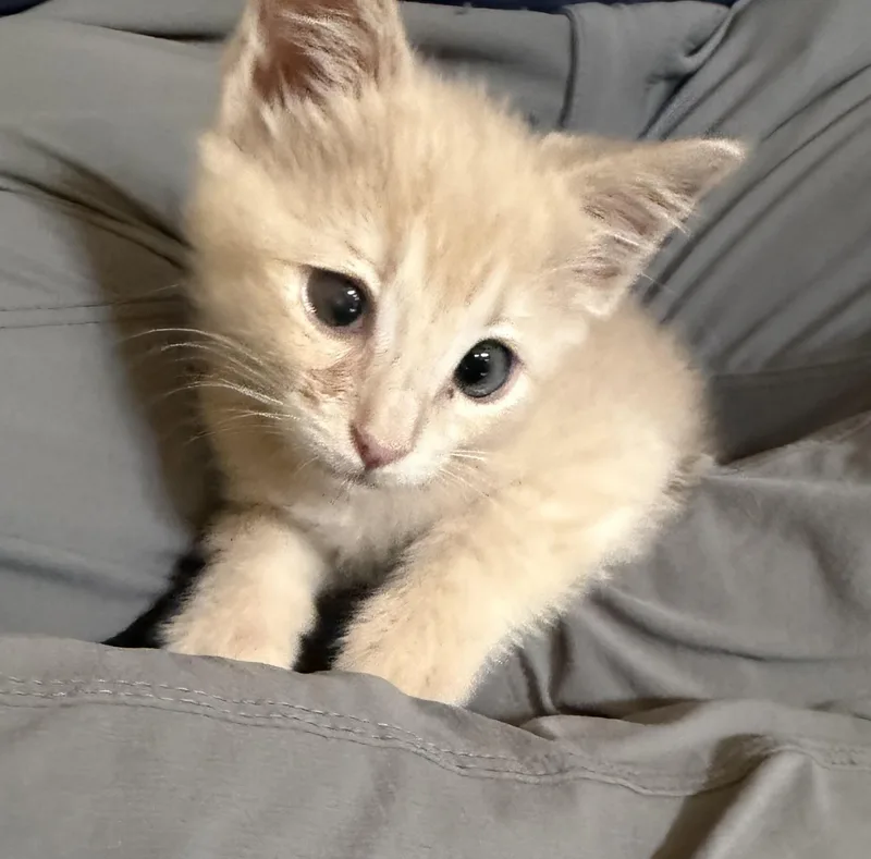 A baby medium-sized female Buff / Tan / Fawn Tabby cat named Teacup for adoption in Austin, TX