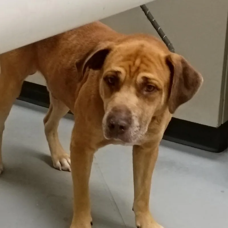 A young medium-sized male Brown / Chocolate Mixed Breed dog named StrayMorrisRoad for adoption in Columbus, GA