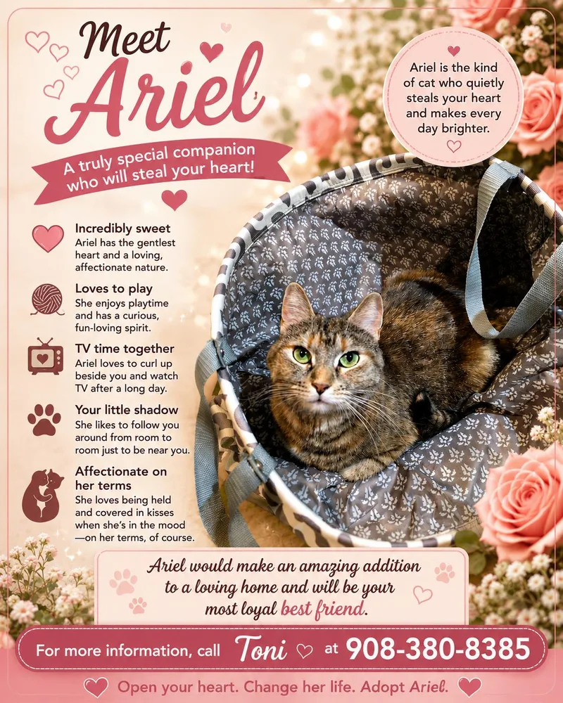 A young medium-sized female Tabby (Gray / Blue / Silver) Domestic Short Hair cat named Ariel for adoption in East Hanover, NJ