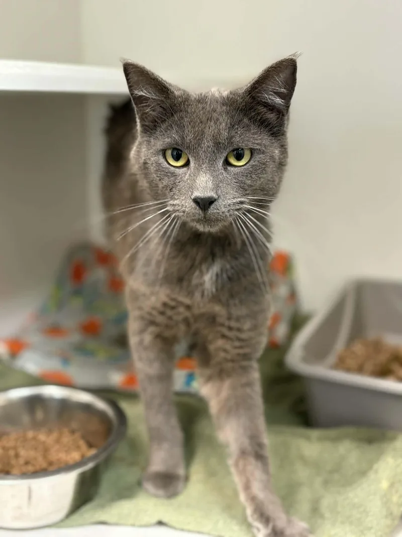 A young medium-sized male Gray / Blue / Silver Domestic Short Hair cat named Gary for adoption in Grants Pass, OR