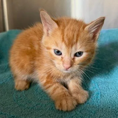 A baby small-sized male Domestic Short Hair cat named Jensen for adoption in Cumming, GA