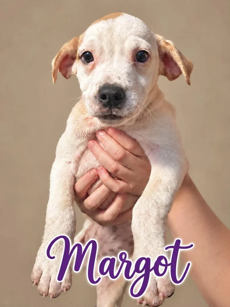A baby medium-sized female Australian Cattle Dog / Blue Heeler dog named Margot for adoption in Manchester, CT