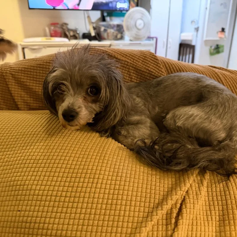 Lila