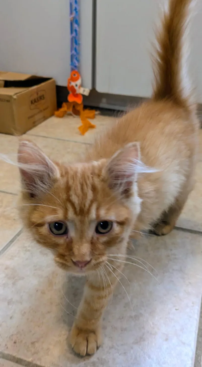 A baby medium-sized male Orange / Red Domestic Medium Hair cat named Edgar for adoption in Eureka, CA