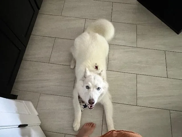 A senior medium-sized female Siberian Husky dog named Ellie for adoption in Fayetteville, AR