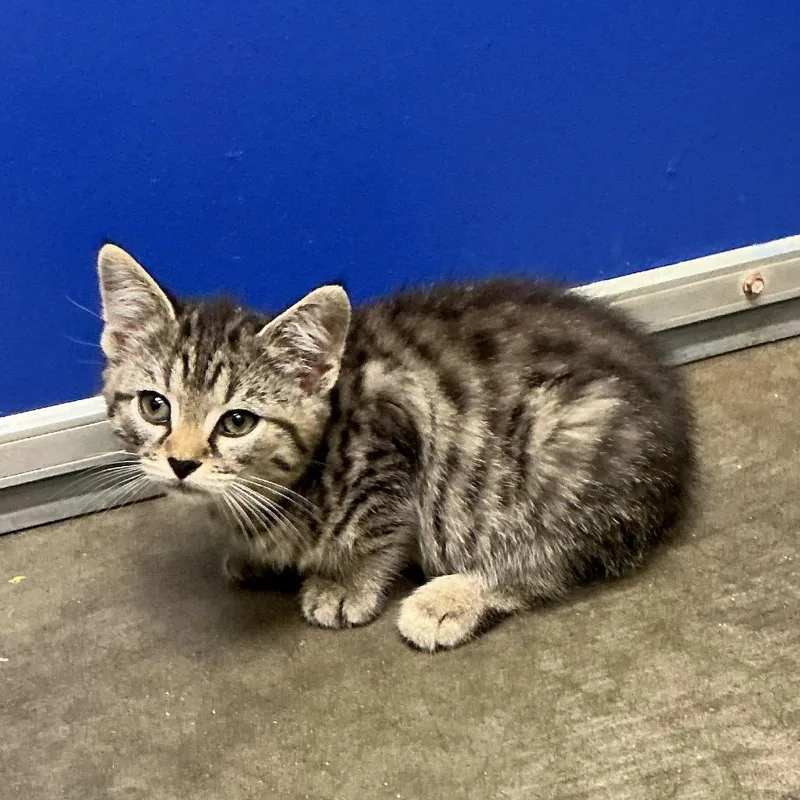 A baby small-sized female Gray / Blue / Silver Domestic Short Hair cat named Silvia for adoption in Waynesburg, PA