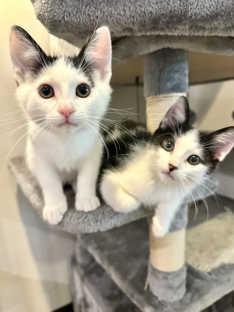 A baby medium-sized male Tuxedo cat named Wilson for adoption in Woodinville, WA