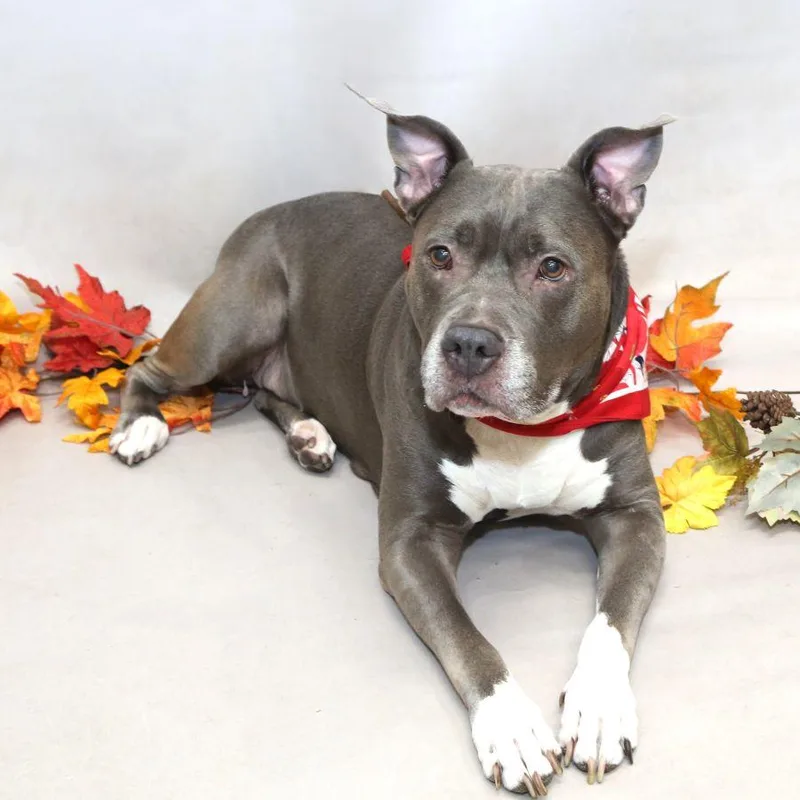 An adult large-sized female Terrier dog named Poppy for adoption in Sanford, FL