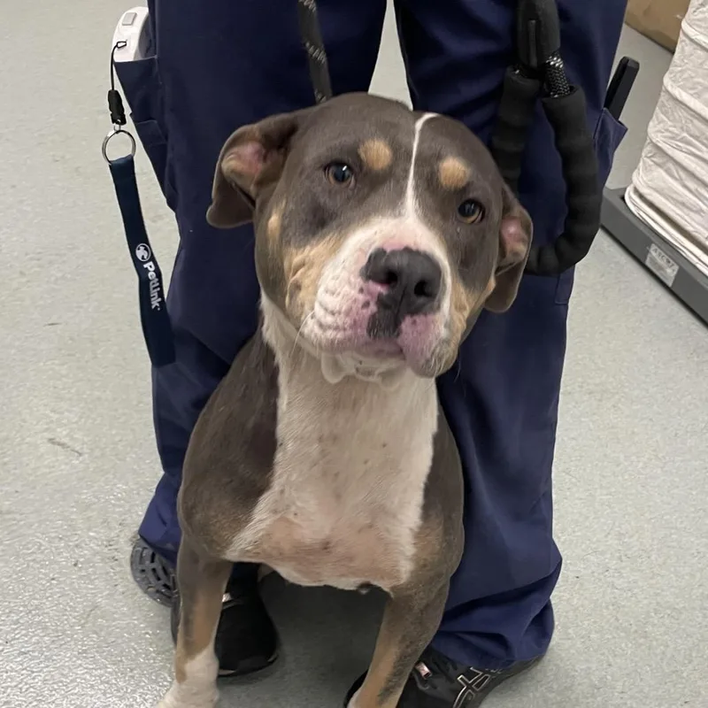 An adult medium-sized female Black Pit Bull Terrier dog named Daisy for adoption in Abilene, TX