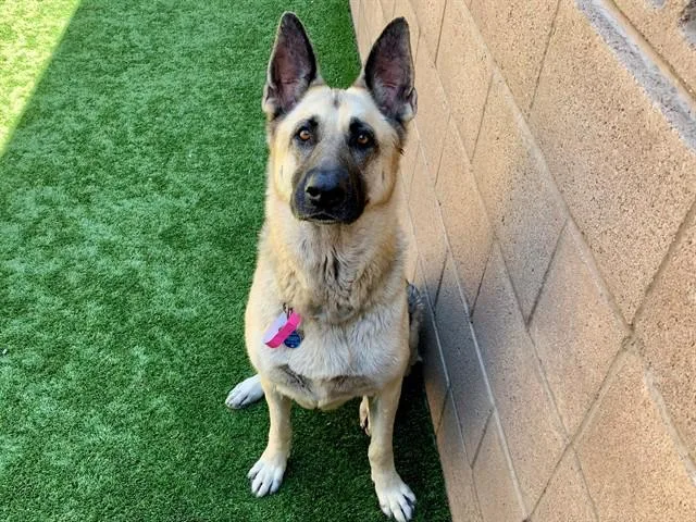 An adult large-sized female Black German Shepherd Dog dog named Save Me Please! Jazzy for adoption in San Marcos, CA