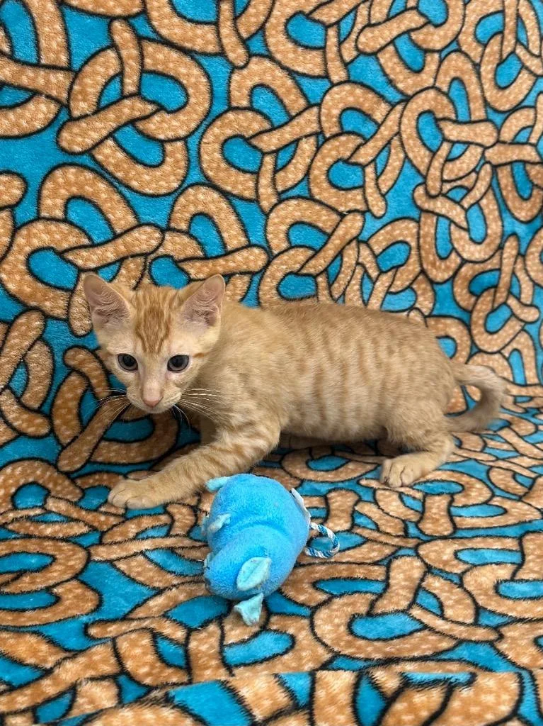 A baby small-sized male Tabby cat named Waffle House for adoption in Newberg, OR